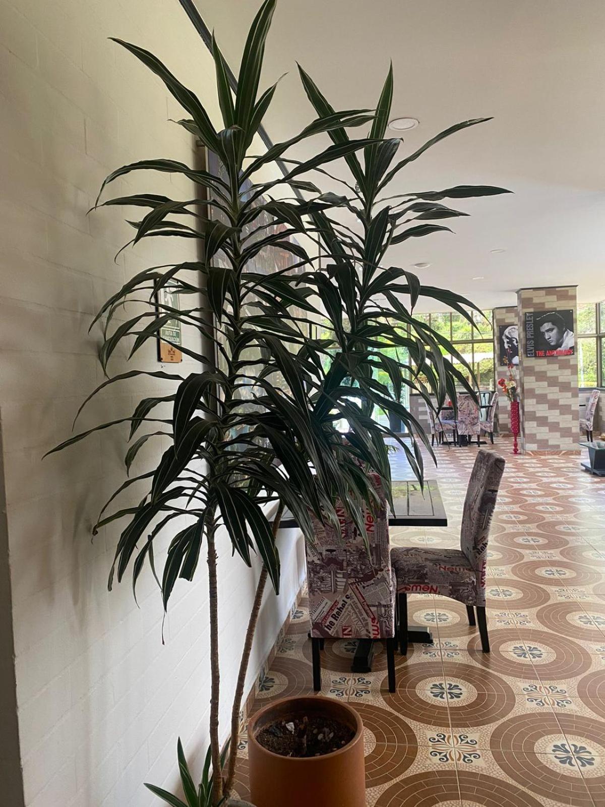 Hollywood Paradise Hotel Rionegro Kültér fotó